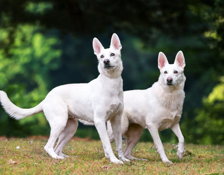 Two white Shepherd dogs standing outdoors togetherの写真素材