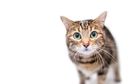 A brown tabby shorthair cat staring with large green eyes and dilated pupils