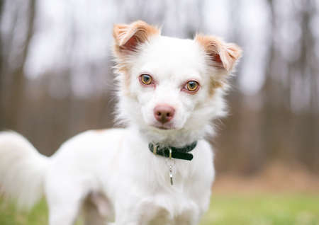 A Chihuahua mixed breed dog wearing a collar and tag, looking at the camera with a head tiltの写真素材