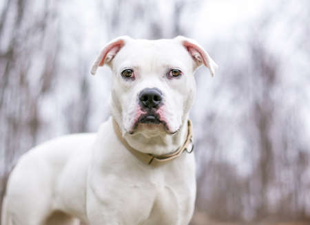 A white American Bulldog mixed breed dog wearing a collar and looking at the cameraの写真素材