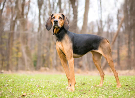 A red and black Coonhound dog standing outdoorsの写真素材