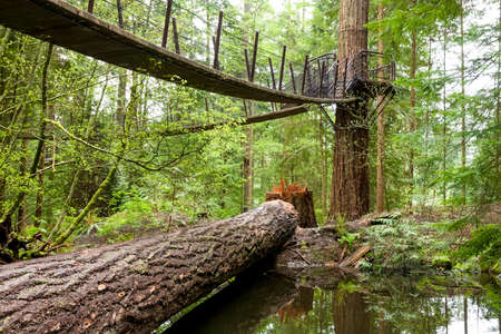 A platform and connecting suspension bridges on Douglas fir trees in North Vancouver, British Columbia, Canadaの写真素材