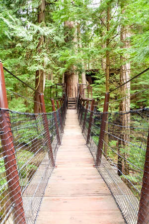 High platforms and connecting suspension bridges on Douglas fir trees in North Vancouver, British Columbia, Canadaの写真素材