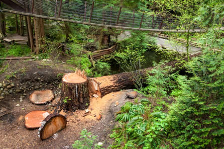 A tree that has been cut down in an old-growth forest in North Vancouver, British Columbia, Canadaの写真素材