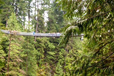 The Capilano Suspension Bridge with Western Red Cedar in the foreground in North Vancouver, British Columbia, Canadaの写真素材
