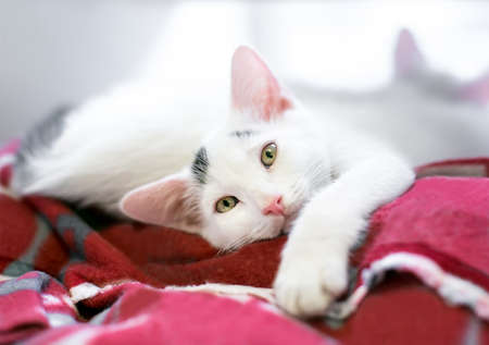 A young shorthair kitten relaxing on a soft blanket