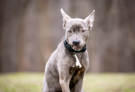 A mixed breed dog holding its ears back and growling with a snarling expressionの写真素材