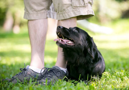A black Flat-Coated Retriever mixed breed dog lying down in the grass and looking up at its owner