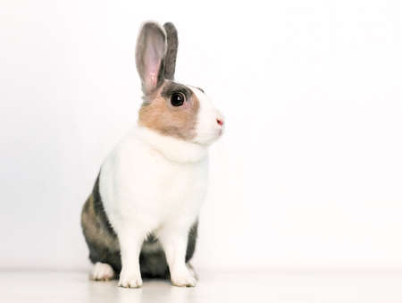 A domestic pet rabbit with calico markings sitting on a white backgroundの写真素材