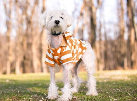 A Poodle mixed breed dog with thin fur standing outdoors wearing a striped shirtの写真素材