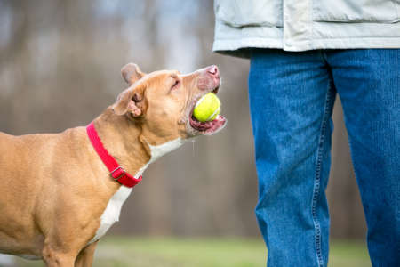 A playful Retriever x Pit Bull Terrier mixed breed dog holding a ball in its mouth by its ownerの写真素材