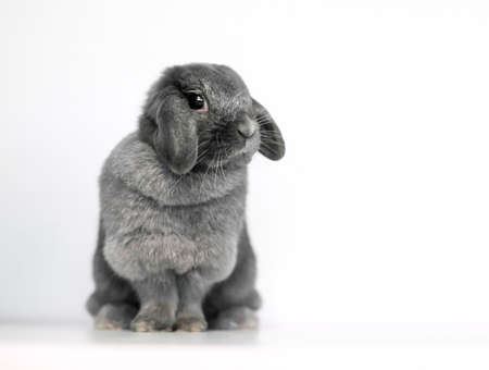 A cute gray Lop rabbit sitting on a white backgroundの写真素材