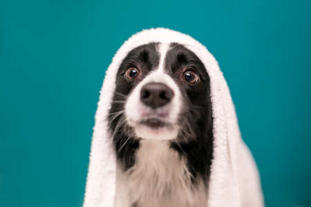 A Border Collie dog with a towel draped over its head after a bathの写真素材