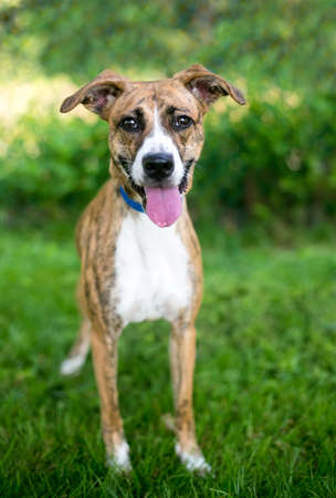 A happy brindle and white mixed breed dog with floppy ears looking up at the camera and smilingの写真素材
