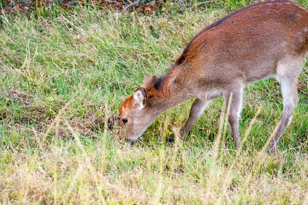 A Sika Deer (Cervus nippon), also known as a Sika Elk or Japanese Elk, grazing at Assateague Island National Seashore, Marylandの写真素材