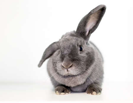 A gray pet rabbit holding its ears in a half lop positionの写真素材