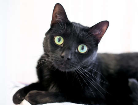 A black shorthair cat with large green eyes looking at the camera with a head tiltの写真素材