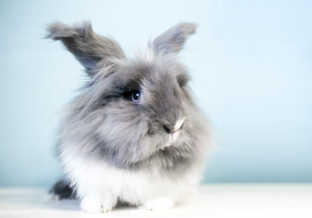 A fluffy gray and white Lionhead rabbit with blue eyesの写真素材