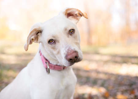 A Retriever x Terrier mixed breed dog with mild ectropion in its eyes, listening with a head tiltの写真素材