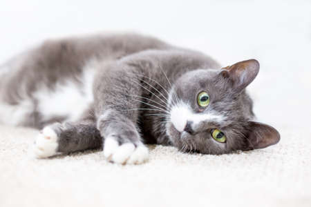 A gray and white shorthair cat with green eyes lying down in a relaxed upside down positionの写真素材