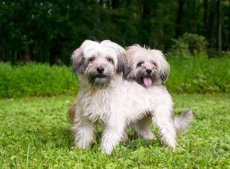 A pair of scruffy Terrier mixed breed dogs standing together outdoorsの写真素材