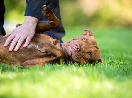 A Pit Bull Terrier mixed breed dog lying in the grass and receiving a belly rubの写真素材