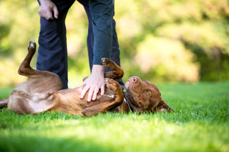 A Pit Bull Terrier mixed breed dog lying in the grass and receiving a belly rubの写真素材