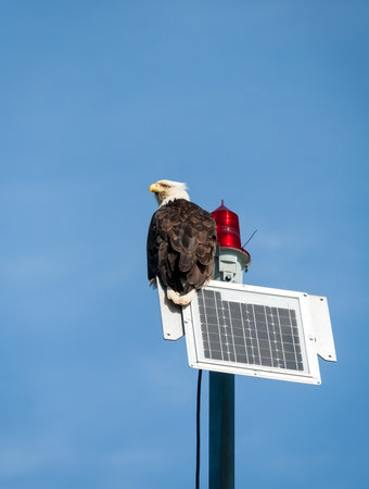 A Bald Eagle (Haliaeetus leucocephalus) perched on top of a navigation marker near Ketchikan, Alaskaの写真素材