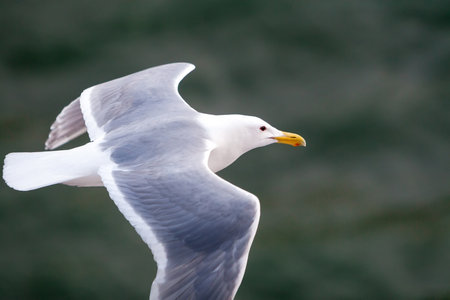 A Glaucous-winged Gull (Larus glaucescens) flying over water in Victoria, British Columbia, Canada