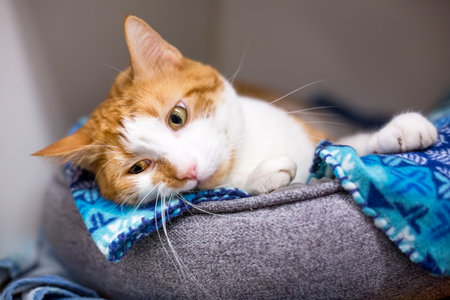 A shorthair cat with orange tabby and white markings lying in a pet bedの写真素材