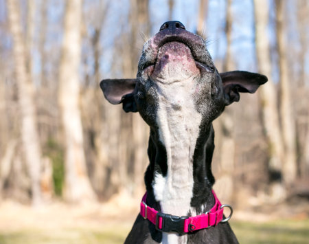 A playful Pit Bull Terrier mixed breed dog jumping up to catch somethingの写真素材