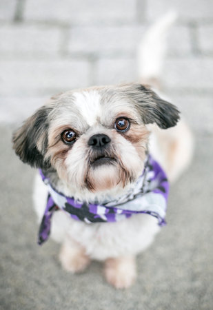 A cute Shih Tzu mixed breed dog wearing a bandana sitting and looking up at the cameraの写真素材