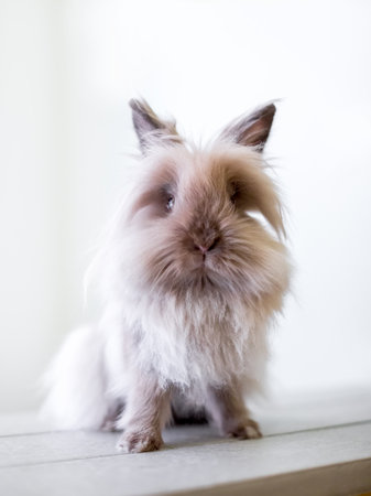 A fluffy purebred Lionhead rabbit sitting and looking at the cameraの写真素材