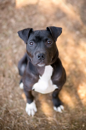 A young black and white Pit Bull Terrier mixed breed dog with