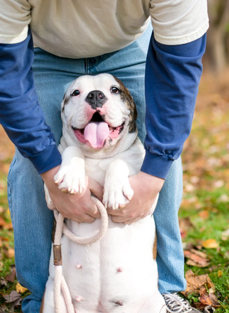 A person petting a happy purebred English Bulldogの写真素材
