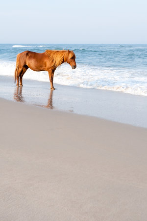 A wild pony (Equus caballus) standing next to the Atlantic ocean at Assateague Island National Seashore, Marylandの写真素材