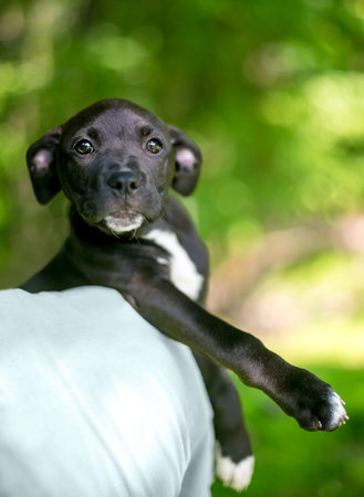 A young black and white Retriever x Terrier mixed breed puppy being held over a person's shoulderの写真素材