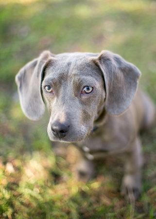 A young gray Hound x Dachshund mixed breed puppy sitting outdoorsの写真素材