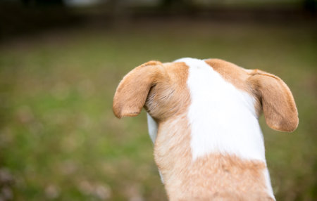 The back of a Pit Bull Terrier mixed breed dog's head looking awayの写真素材