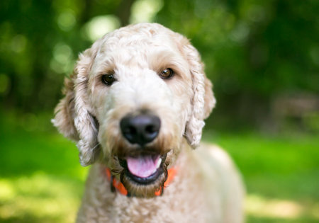 A Golden Retriever x Poodle mixed breed dog, also known as a Goldendoodleの写真素材
