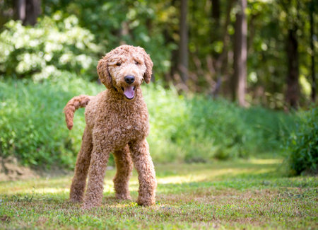 A Golden Retriever x Poodle mixed breed dog, also known as a Goldendoodle, standing outdoorsの写真素材