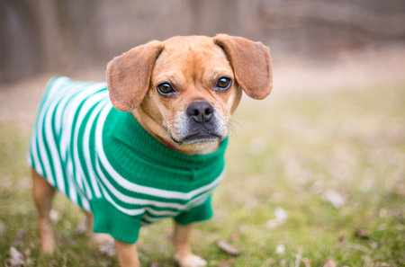 A Pug x Beagle or "Puggle" mixed breed dog wearing a sweater outdoorsの写真素材