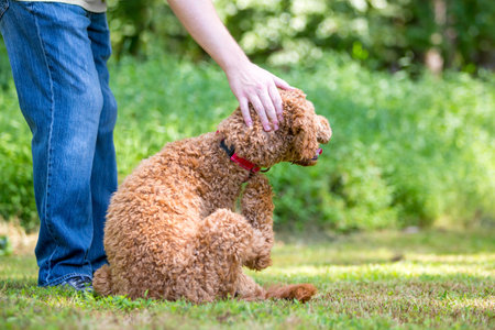 A Golden Retriever x Poodle mixed breed dog, also known as a Goldendoodle, scratching its neck with its hind footの写真素材
