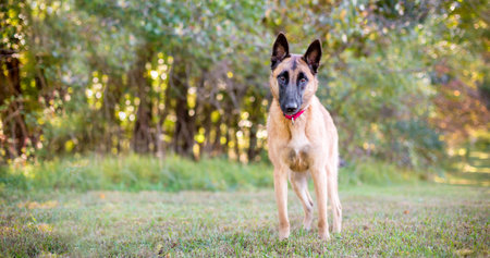 A purebred Belgian Malinois dog standing outdoors and looking at the cameraの写真素材
