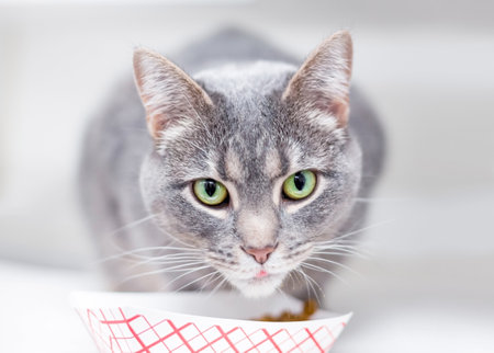 A gray tabby shorthair cat eating out of a disposable food dishの写真素材