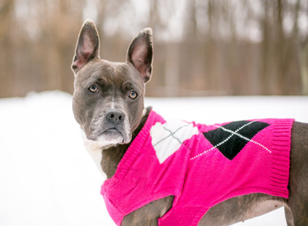 A Pit Bull Terrier mixed breed dog wearing a pink sweater outdoors in the snowの写真素材