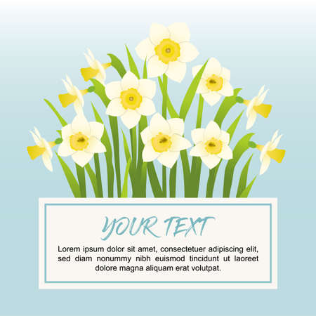 Spring narcissus flowers. Perfect to use for any kind of spring or summer sale, event, party, festival banner. Flowers are on separate layers.のイラスト素材