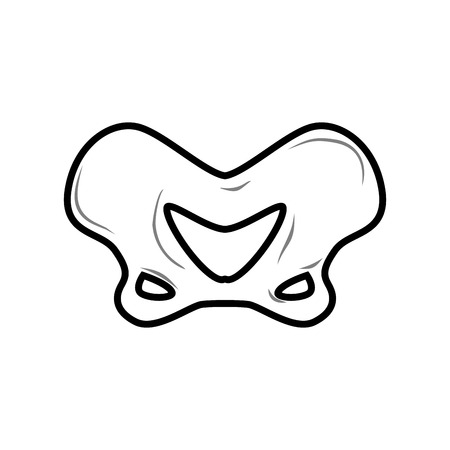 Pelvic bone isolated. Anatomy of bone. Part of human skeletonのイラスト素材