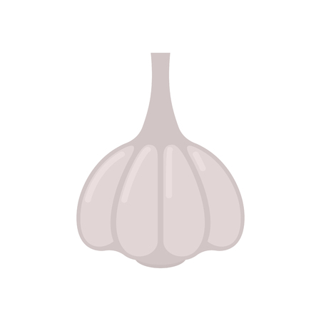 Garlic isolated. Vegetable on white background. Vector illustrationのイラスト素材
