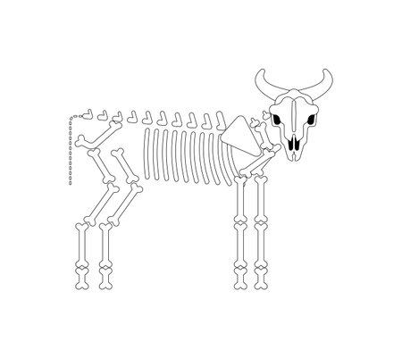 Cow skeleton isolated. Farm animal bones. Bull anatomy. vector illustrationのイラスト素材